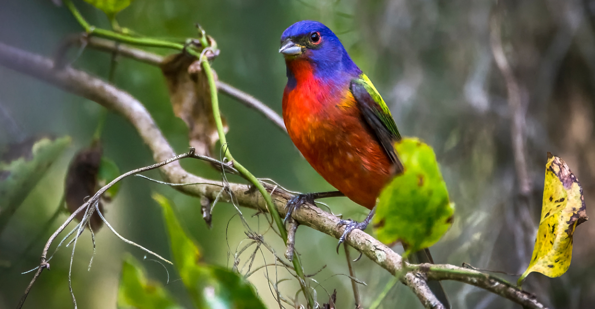 painted bunting