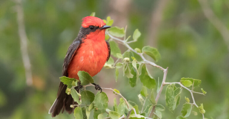 Vermilion Flycatchers (featured image)