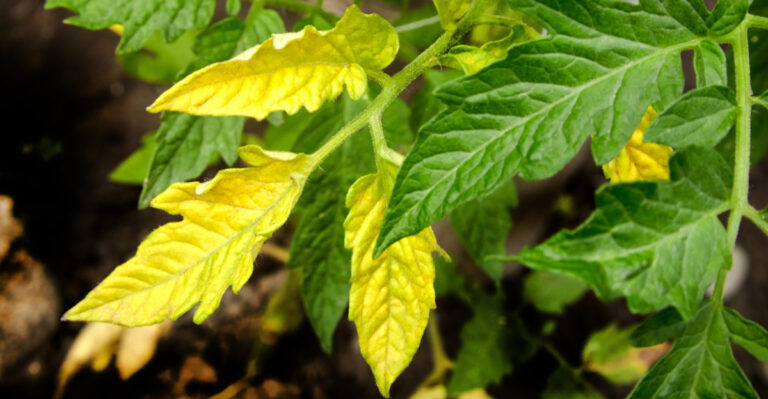 How To Diagnose And Treat Yellow Tomato Leaves Before Wisconsin Harvest Time