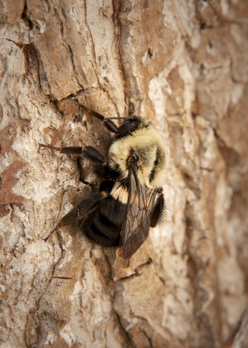 How To Discourage Carpenter Bees Without Harming Them How To Discourage Carpenter Bees Without Harming Them