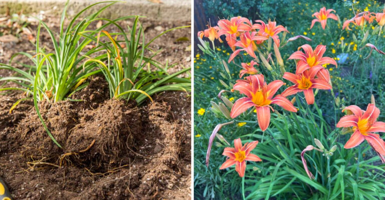 How To Divide And Transplant Georgia Daylilies Successfully In June