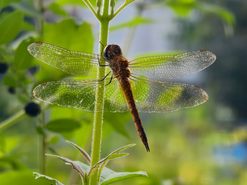 How To Encourage More Dragonflies To Stay In Your Yard