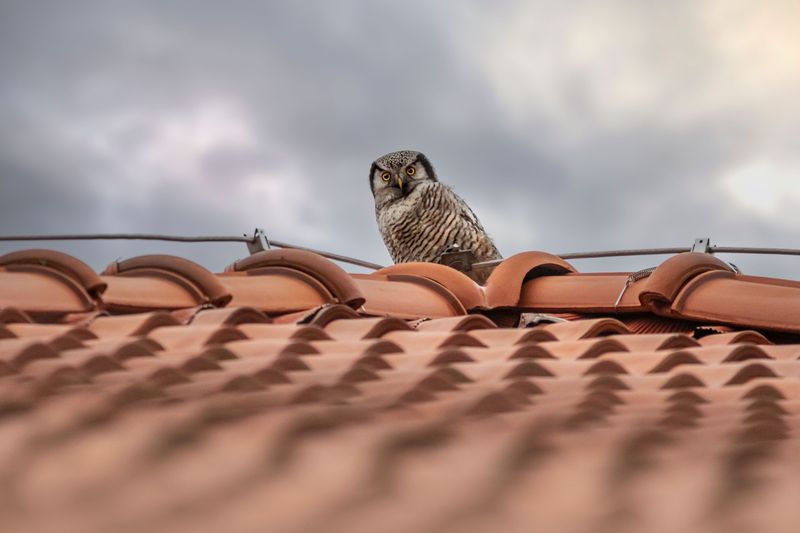 How To Encourage Or Discourage Owls Around Your Maryland Property
