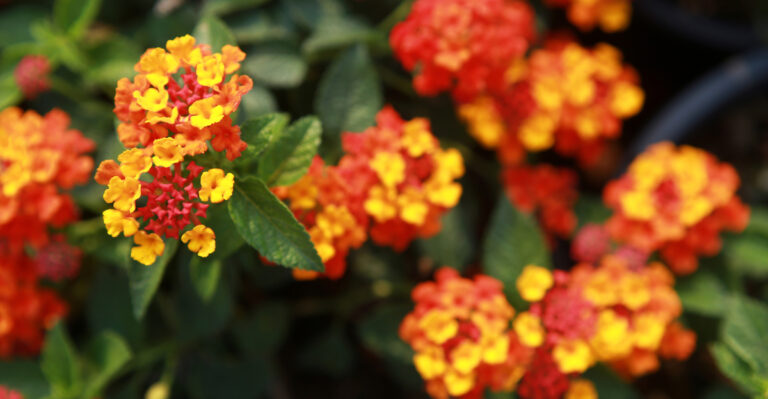 How To Get Lantana Blooming Like Crazy In Your California Garden This Summer