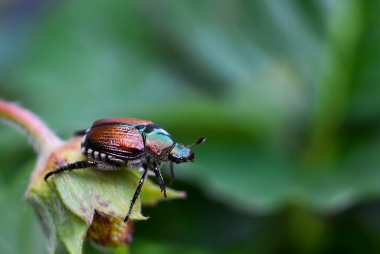 japanese beetle