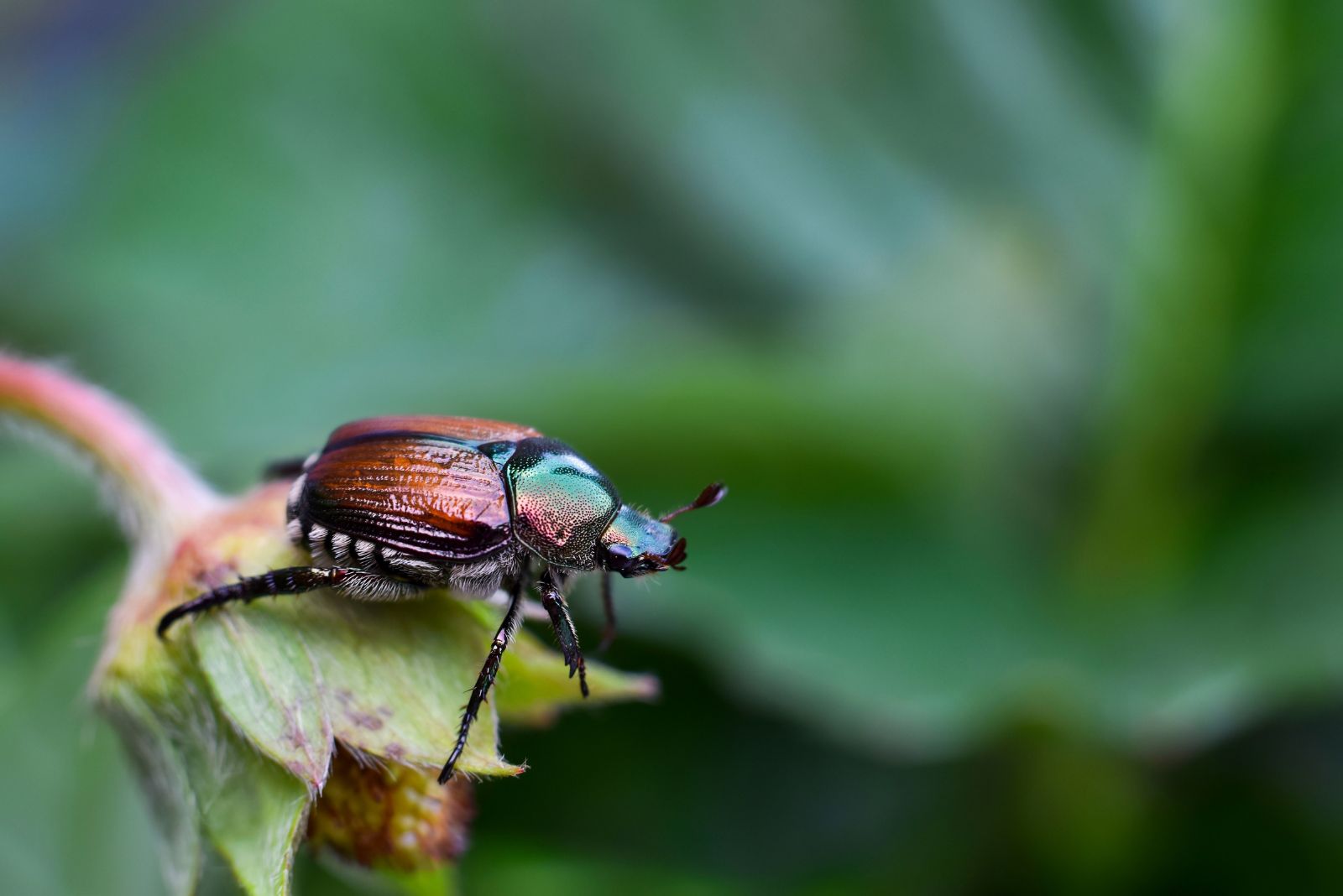 japanese beetle