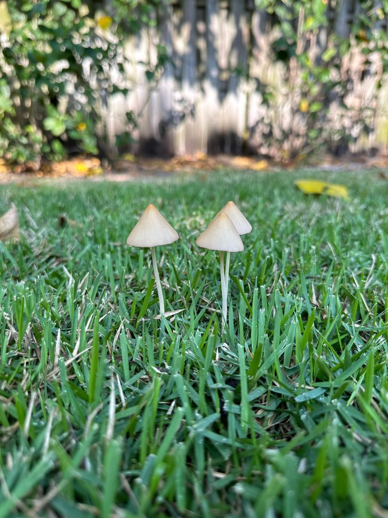 How To Get Rid Of Them Without Harming Your Lawn How To Get Rid Of Them Without Harming Your Lawn
