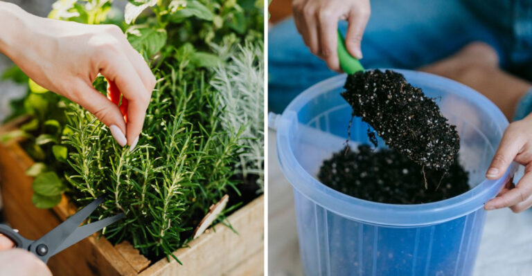 How To Grow A Lush And Thriving Rosemary Plant In A Pot In Arizona Using This One Simple Trick