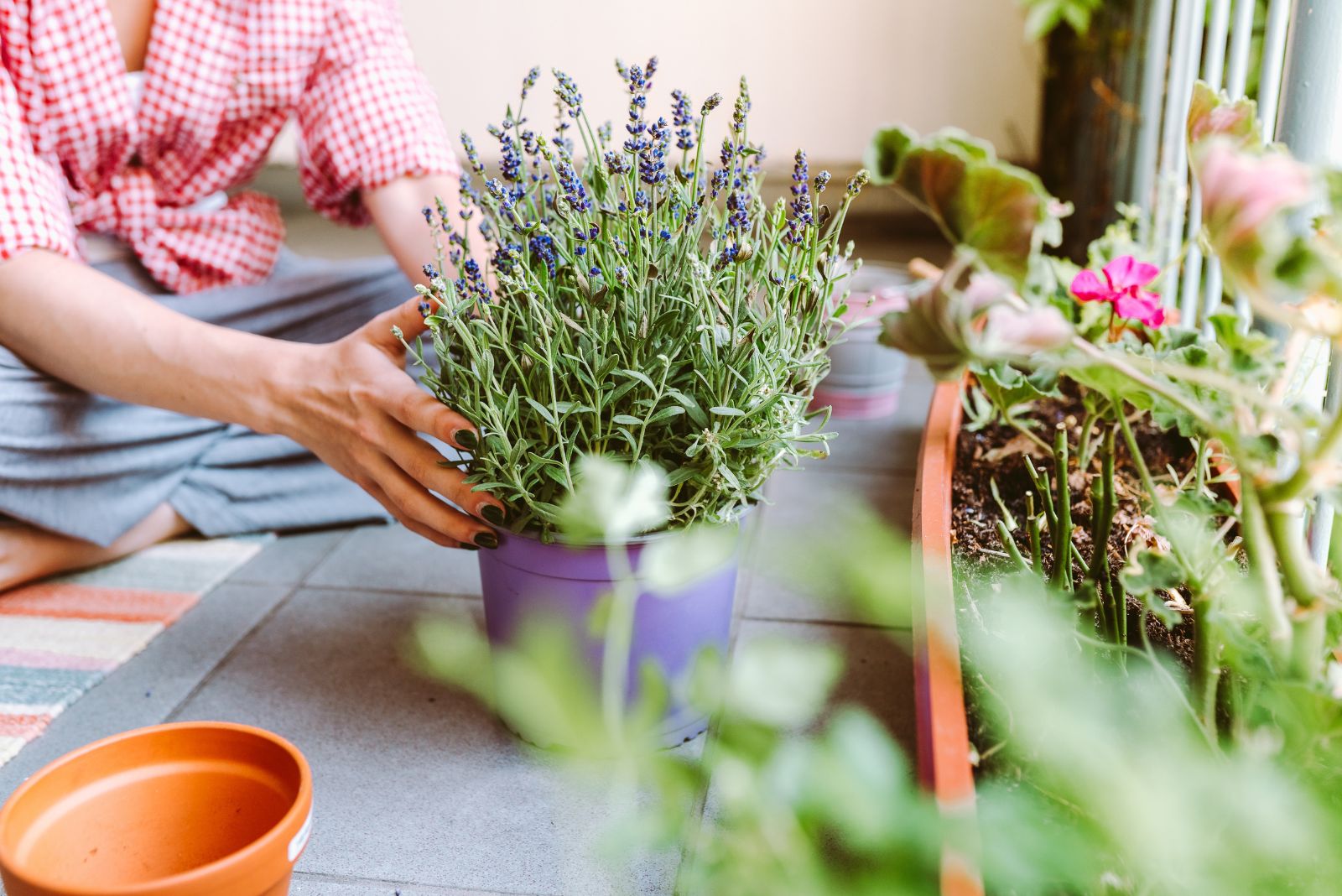lavender in pot