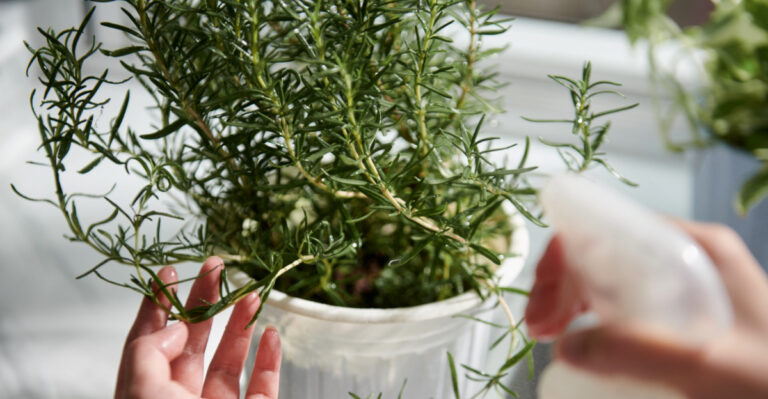 How To Grow A Lush Rosemary Plant In A Pot In Texas With This One Trick