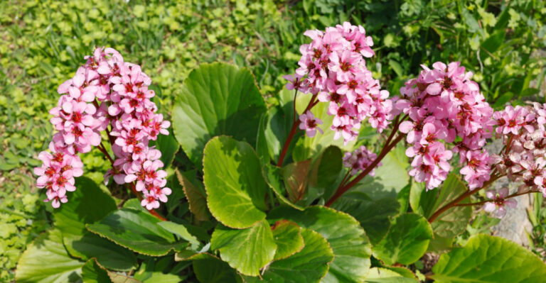 How To Grow Bergenia In Oregon So It Looks Stunning Every Single Season