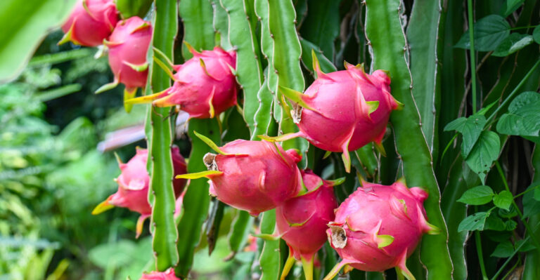 How To Grow Dragon Fruit In California Backyards Without A Lot Of Space