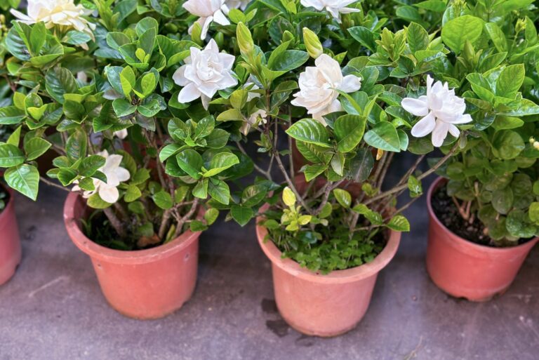 gardenia in pot