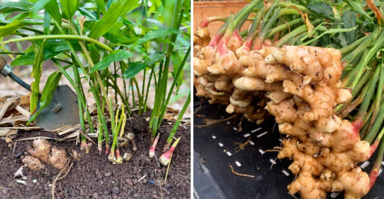 How To Grow Ginger In North Carolina The Right Way And Harvest It At Peak Flavor