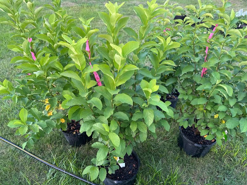 How To Grow It In Your Yard How To Grow It In Your Yard