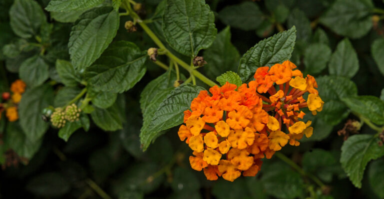 How To Grow Lantana Like A Pro In Wisconsin’s Short Summers