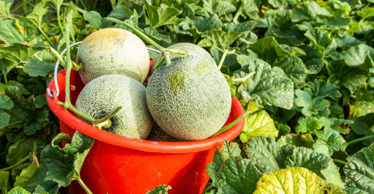 Melons (featured image)