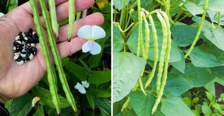 How To Grow Southern Peas In Georgia Through The Summer Heat