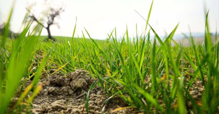 How To Grow Vegetables In Illinois Clay Soil Without The Guesswork