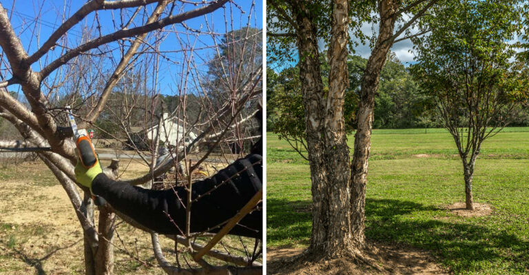 How To Help Georgia Trees Recover From Cicada Damage This Summer