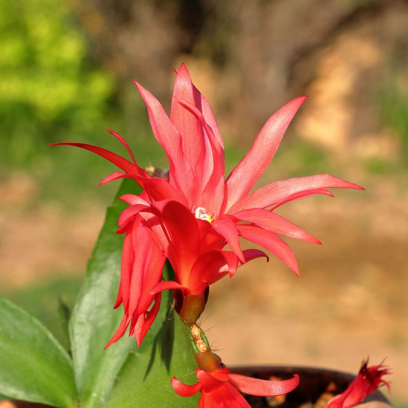 How To Help Your Christmas Cactus Recover Before Bloom Season