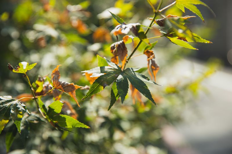 How To Help Your Garden Recover