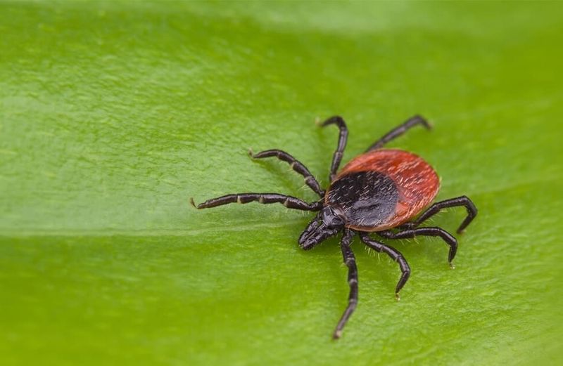 How To Identify A Blacklegged Tick How To Identify A Blacklegged Tick