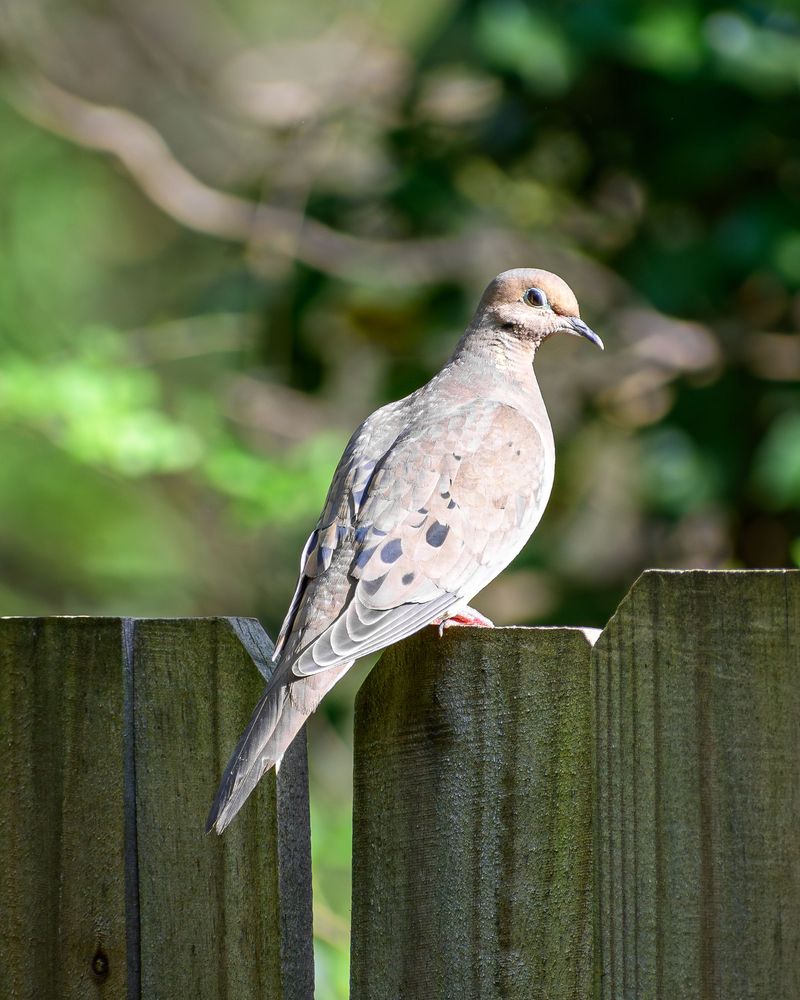 How To Identify A Mourning Dove How To Identify A Mourning Dove
