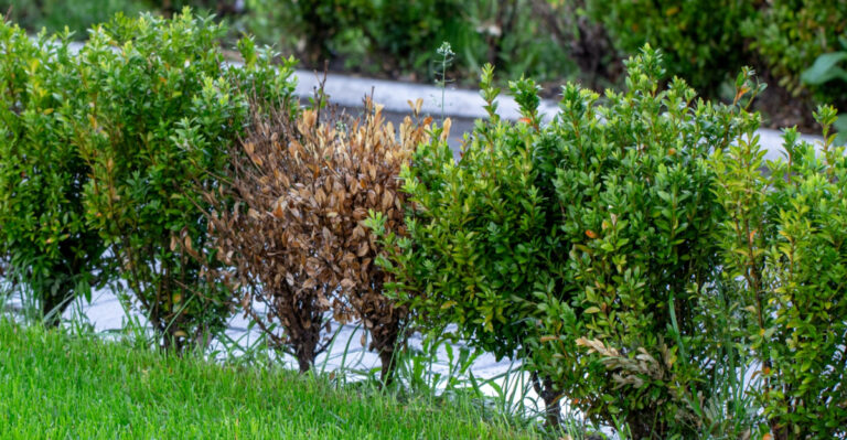 How To Identify And Treat Boxwood Blight In Connecticut