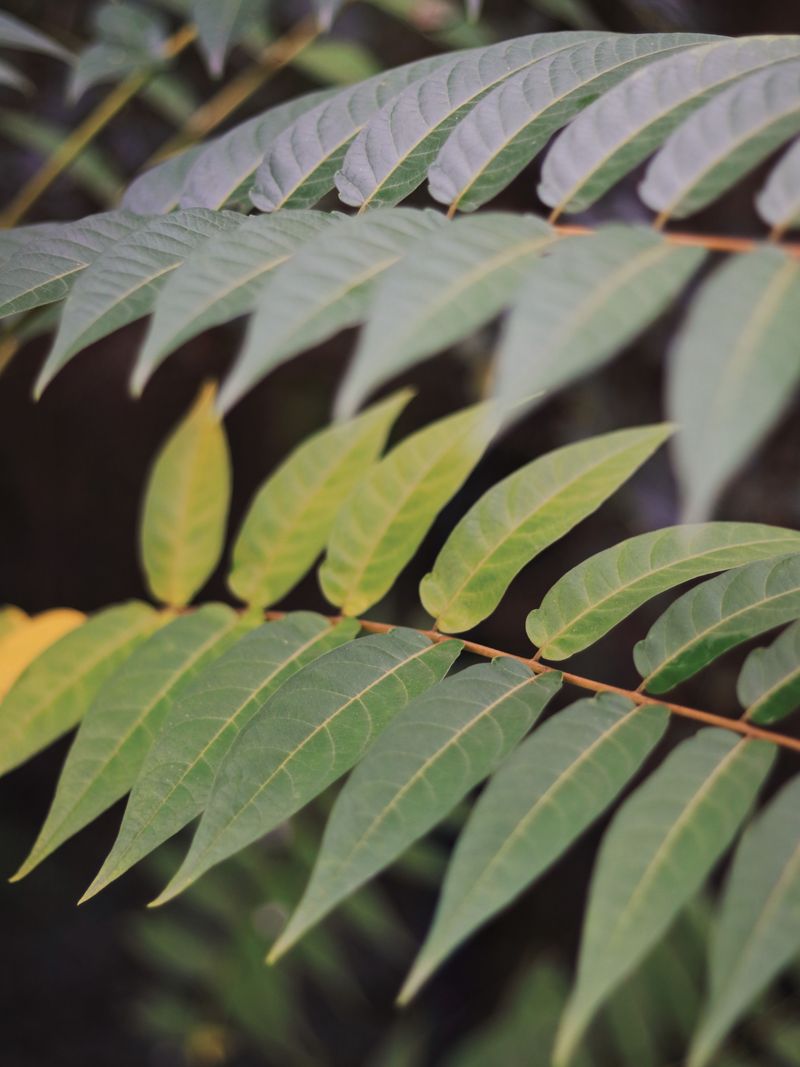 How To Identify Tree Of Heaven In Your Yard