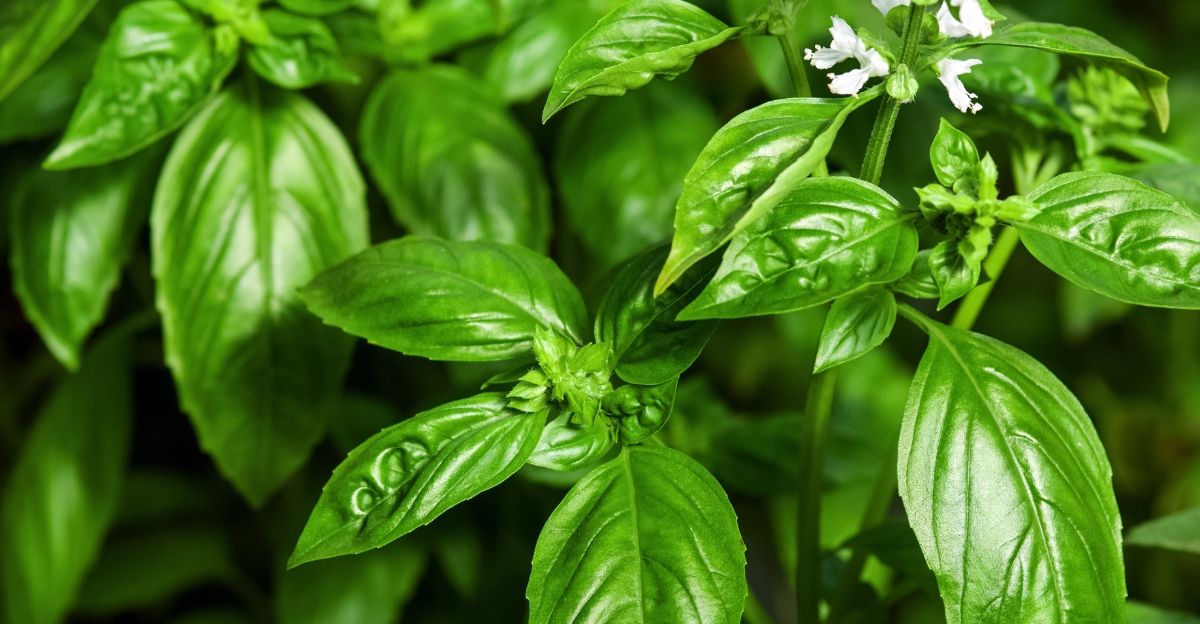 basil