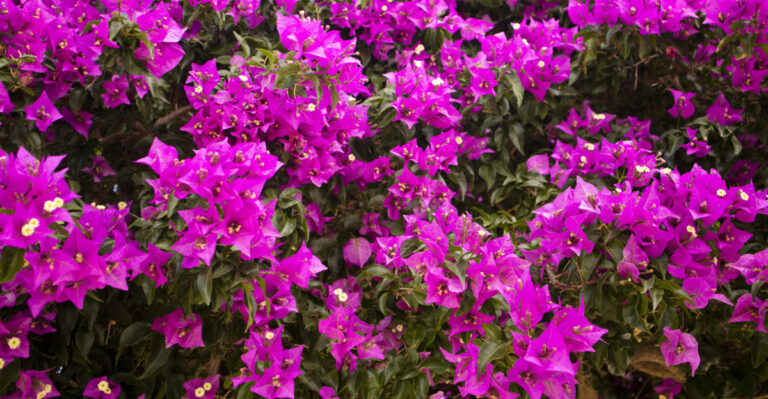 Bougainvillea (featured image)