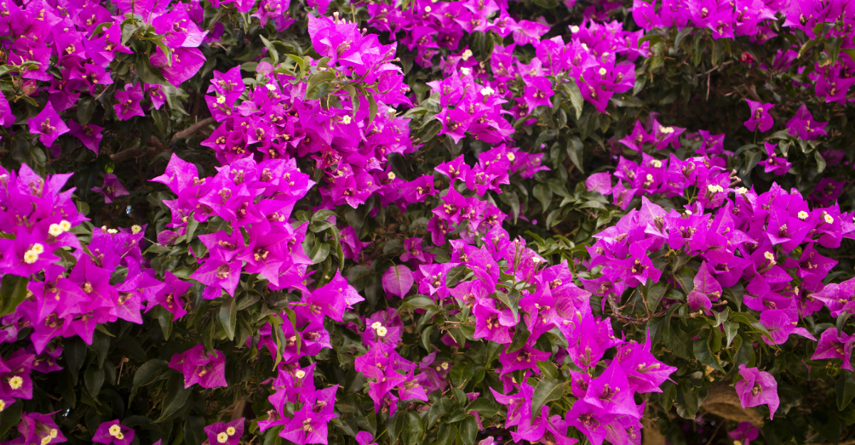 Bougainvillea (featured image)