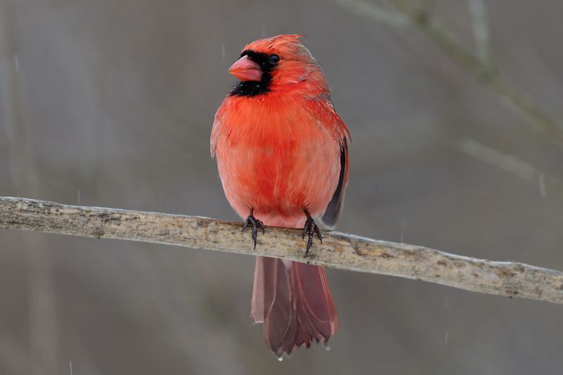 How To Keep Cardinals Coming Back All Year Long How To Keep Cardinals Coming Back All Year Long