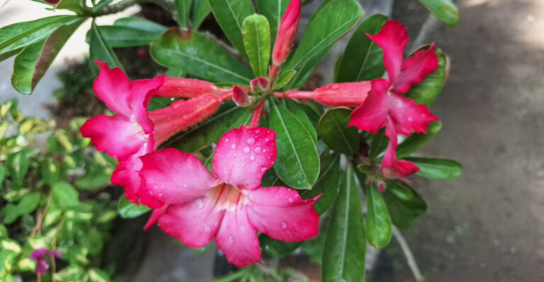 desert rose (featured image)