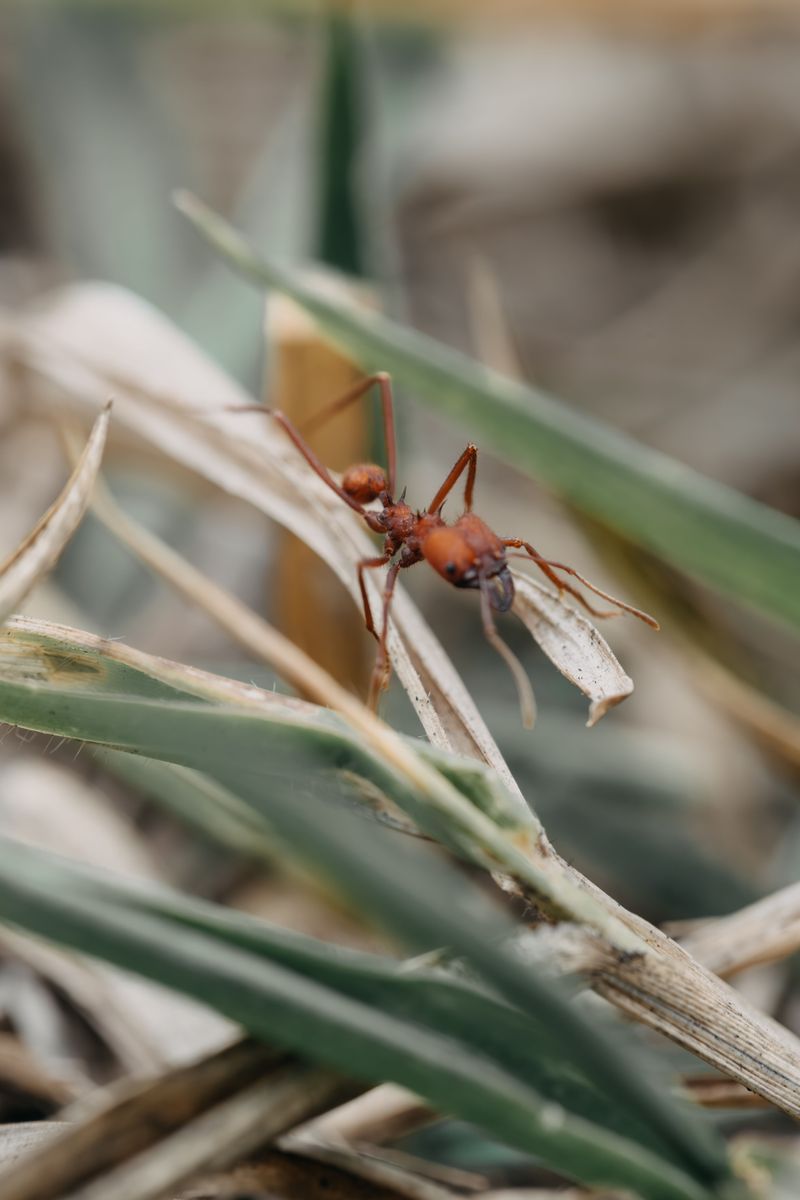 How To Keep Fire Ants From Coming Back After Rain How To Keep Fire Ants From Coming Back After Rain