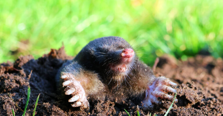 How To Keep Moles Out Of Your Kentucky Lawn Without Harsh Chemicals