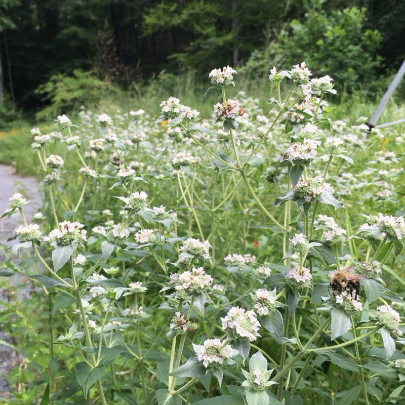 How To Keep Mountain Mint From Taking Over