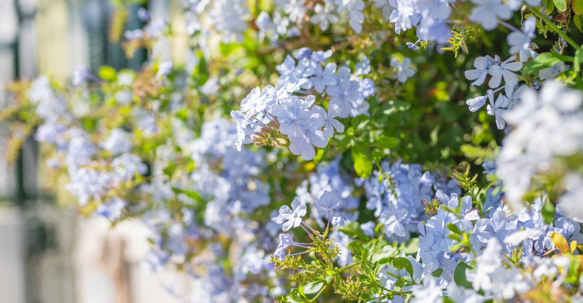 plumbago (featured image)