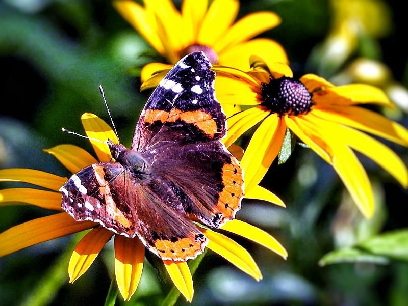 How To Keep The Wildlife Without Keeping The Tick Risk