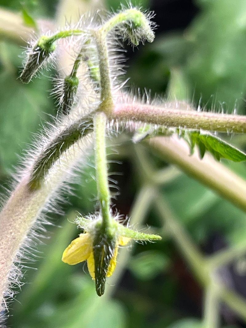 How To Keep Tomato Blossoms From Dropping In The Heat How To Keep Tomato Blossoms From Dropping In The Heat