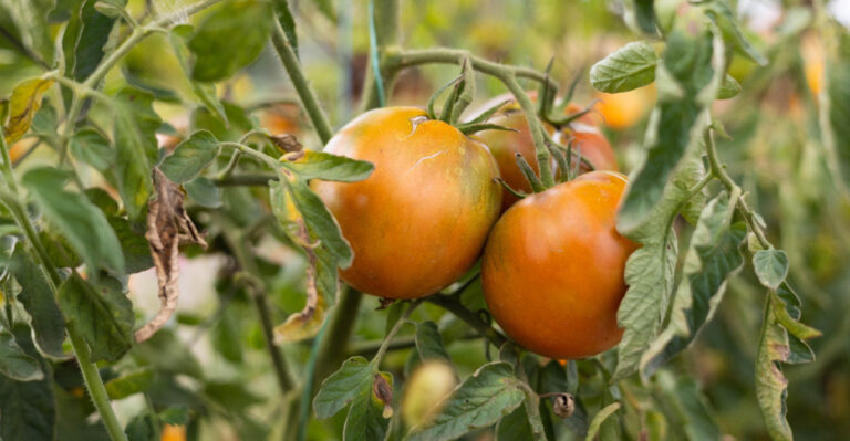 tomato plants (featured image)