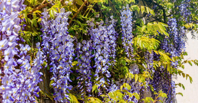 wisteria (featured image)