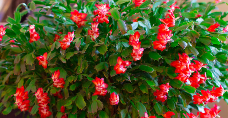 How To Keep Your Christmas Cactus Thriving All Summer Long