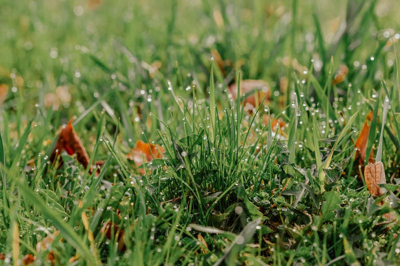 How To Keep Your Lawn Protected Next Season