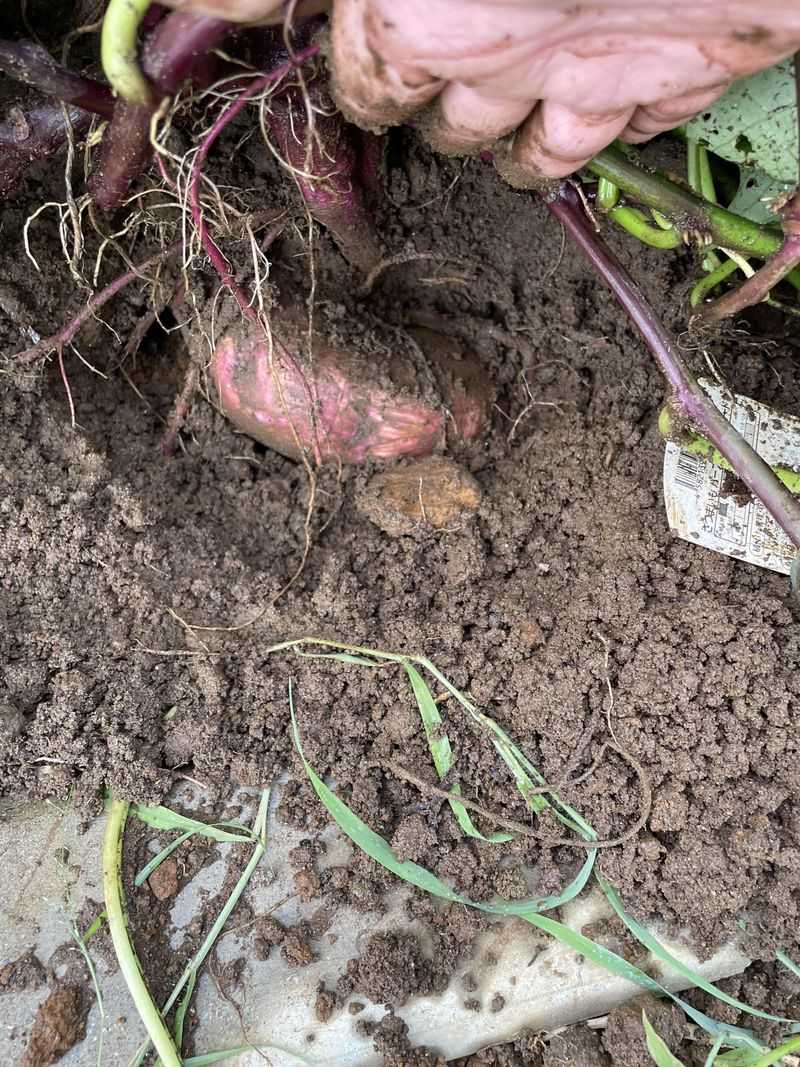 How To Know When Your Sweet Potatoes Are Ready To Harvest