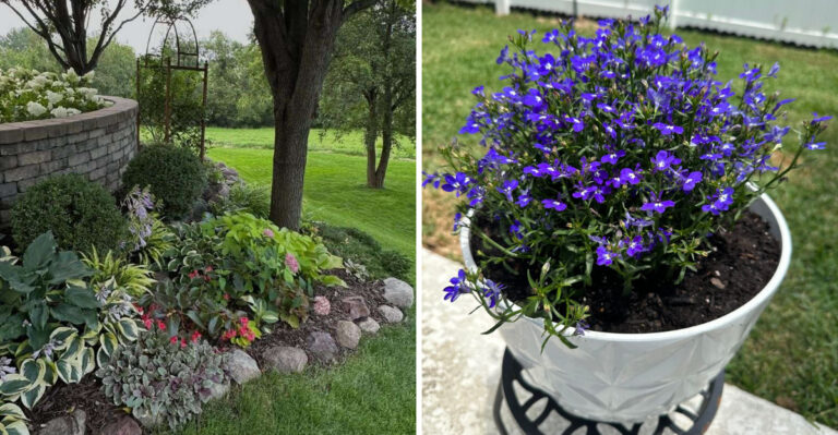 How To Make A California Garden Look Good Even Between Bloom Cycles