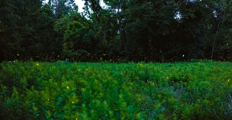 fireflies (featured image)