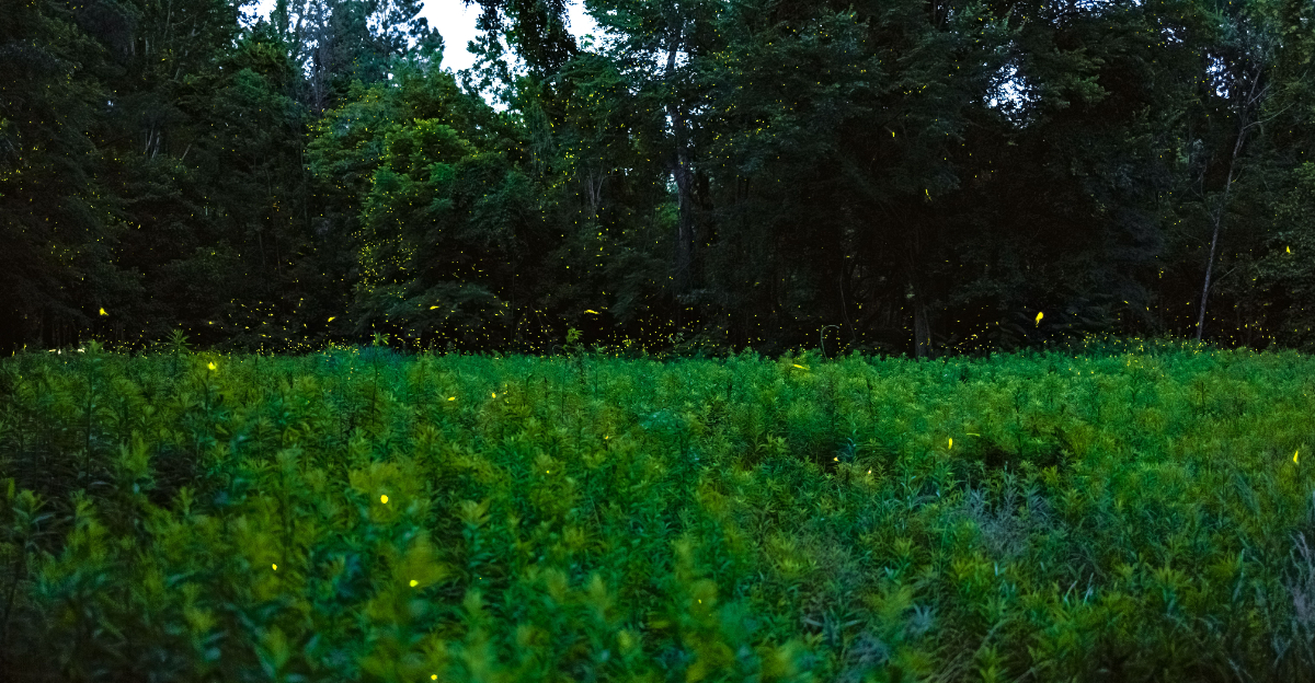 fireflies (featured image)