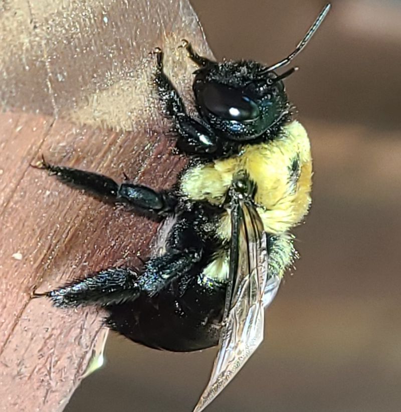 How To Make Your Indiana Porch Less Appealing To Carpenter Bees